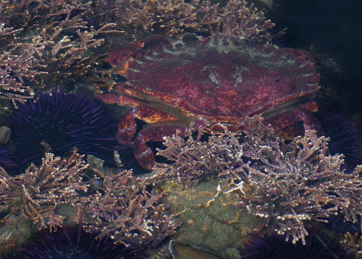 Crab 1579.jpg